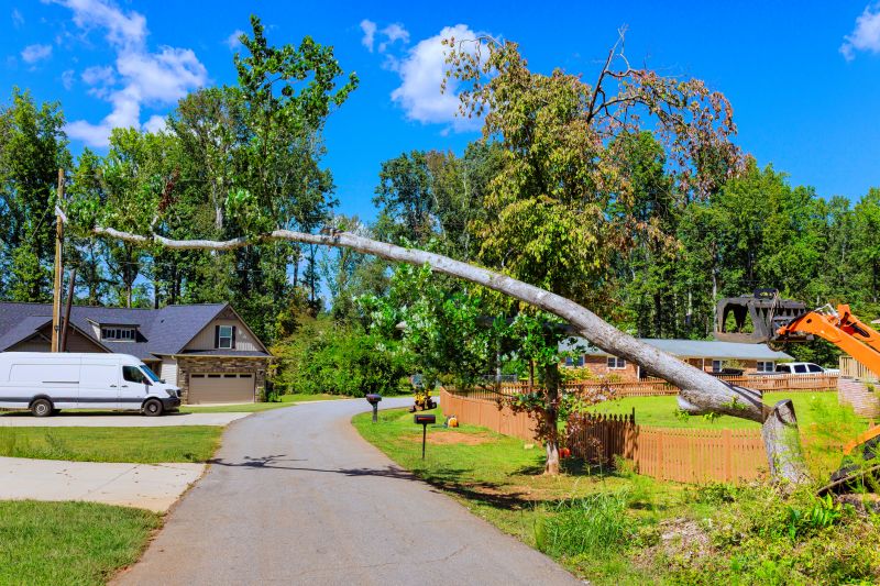 Cost of Emergency Tree Removal in San Angelo, TX