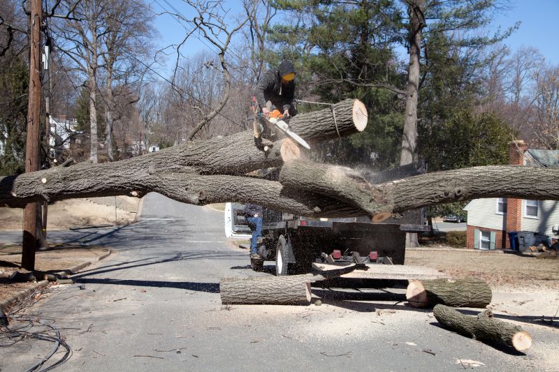 Fallen Tree Removal Services