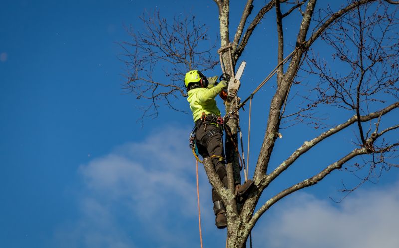 Who provides tree removal services in San Angelo