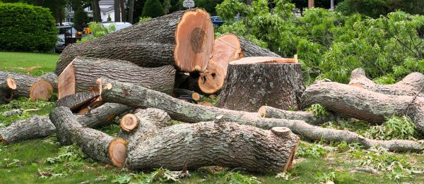 Cost of Large Tree Removal in San Angelo