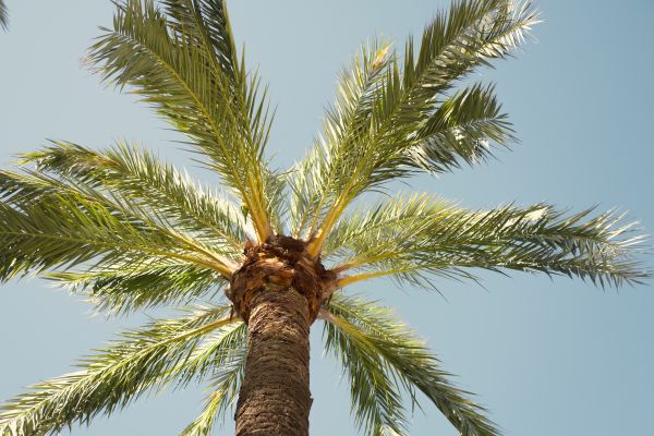 Cost of Palm Tree Removal in San Angelo