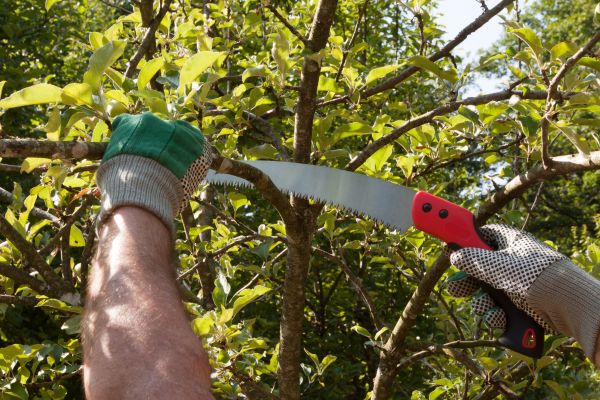 Cost of Small Tree Removal in San Angelo