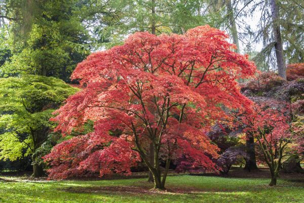 Cost of Maple Tree Removal in San Angelo