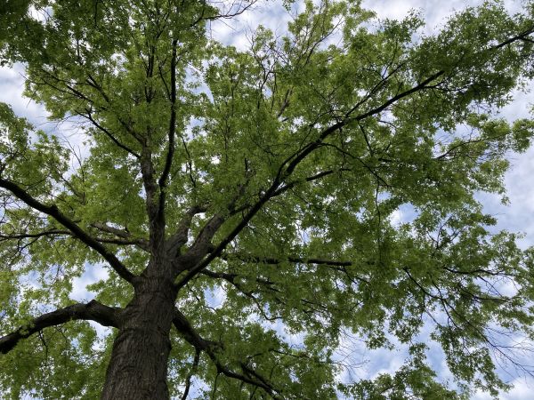 Cost of Oak Tree Removal in San Angelo