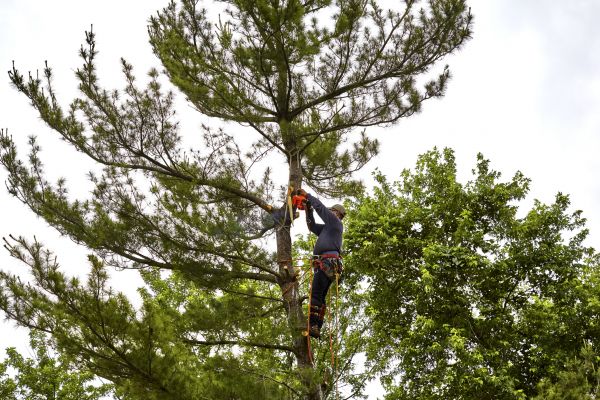 Cost of Pine Tree Removal in San Angelo