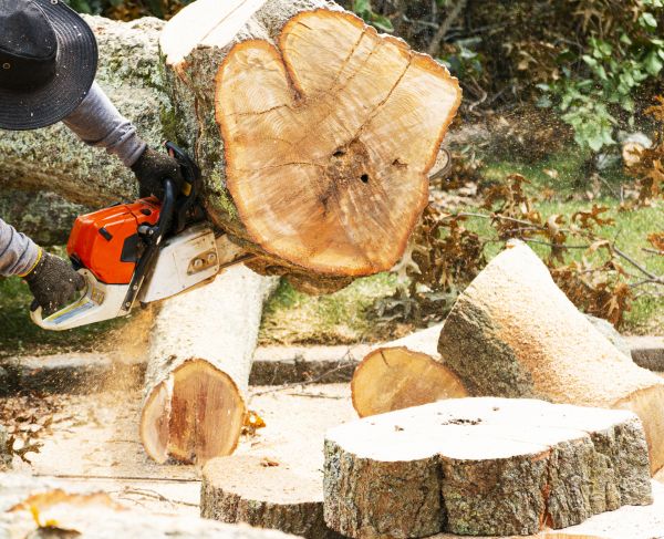 Cost of Tree Removal Service in San Angelo