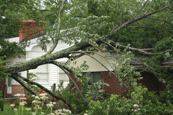 Cost of Emergency Tree Removal in San Angelo