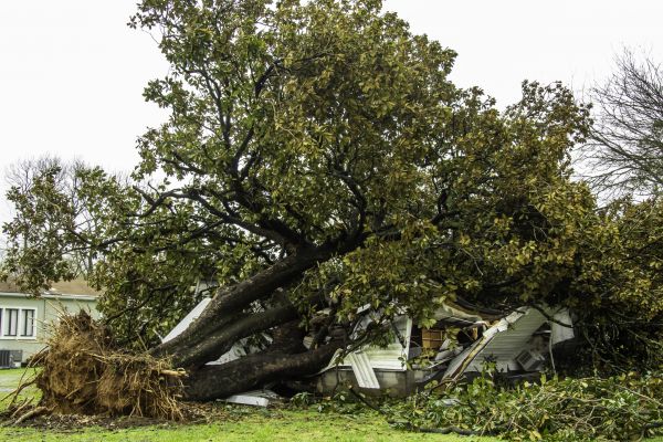 Cost of Fallen Tree Removal in San Angelo