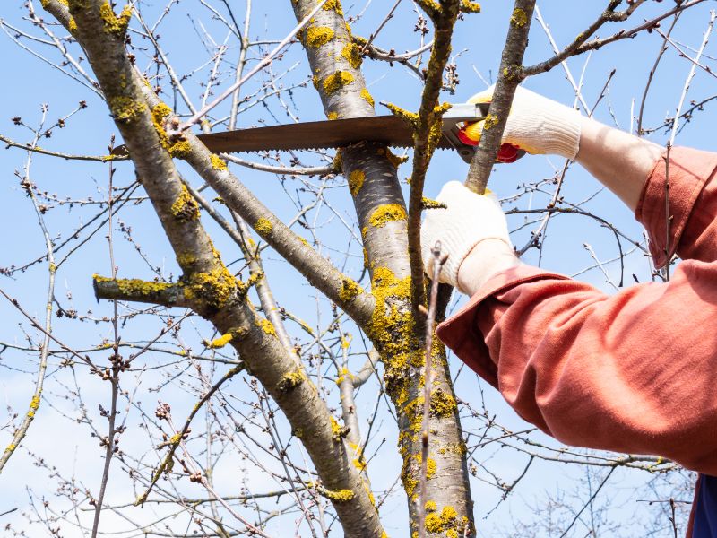 Elm Tree Removal