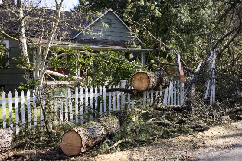 Fallen Tree in Urban Area
