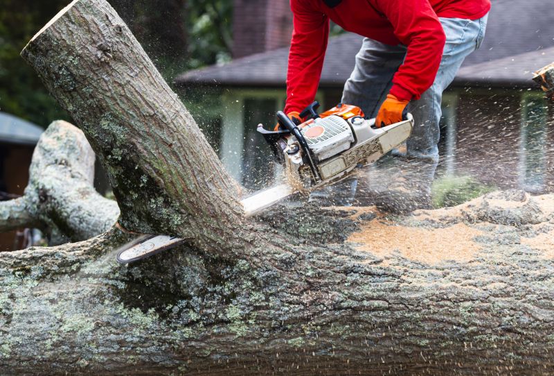 Residential Tree Removal Crew