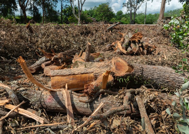 Tree Removal Service detail