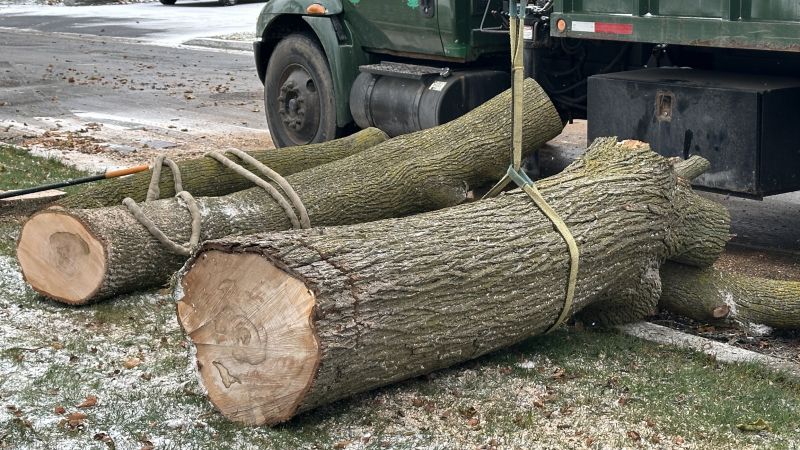 Hickory Tree Removal
