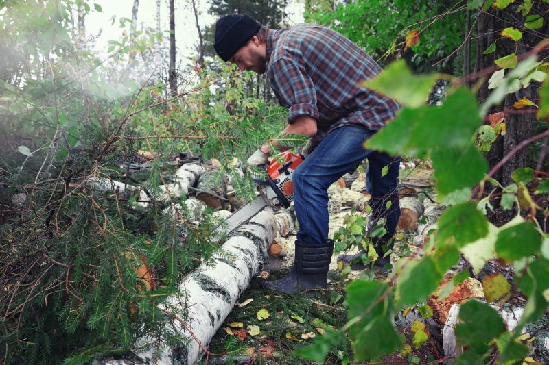 Maple Tree Removal