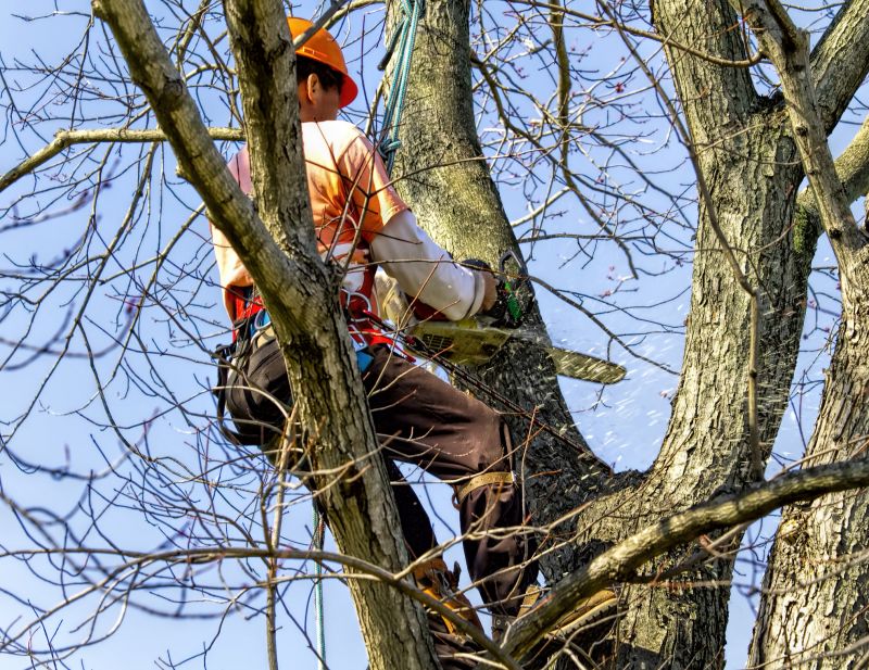 Completed Tree Removal