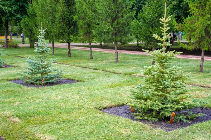 Healthy Tree Preservation