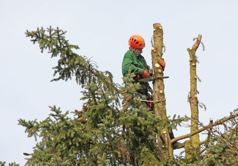 Urban Tree Management