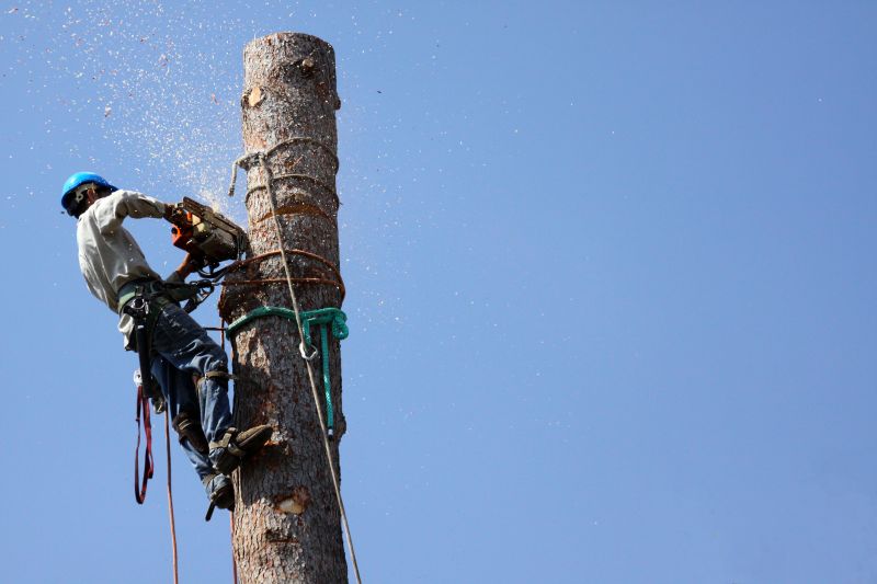 Summer Tree Removal