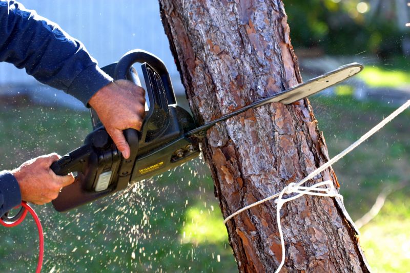 Felling and Cleanup